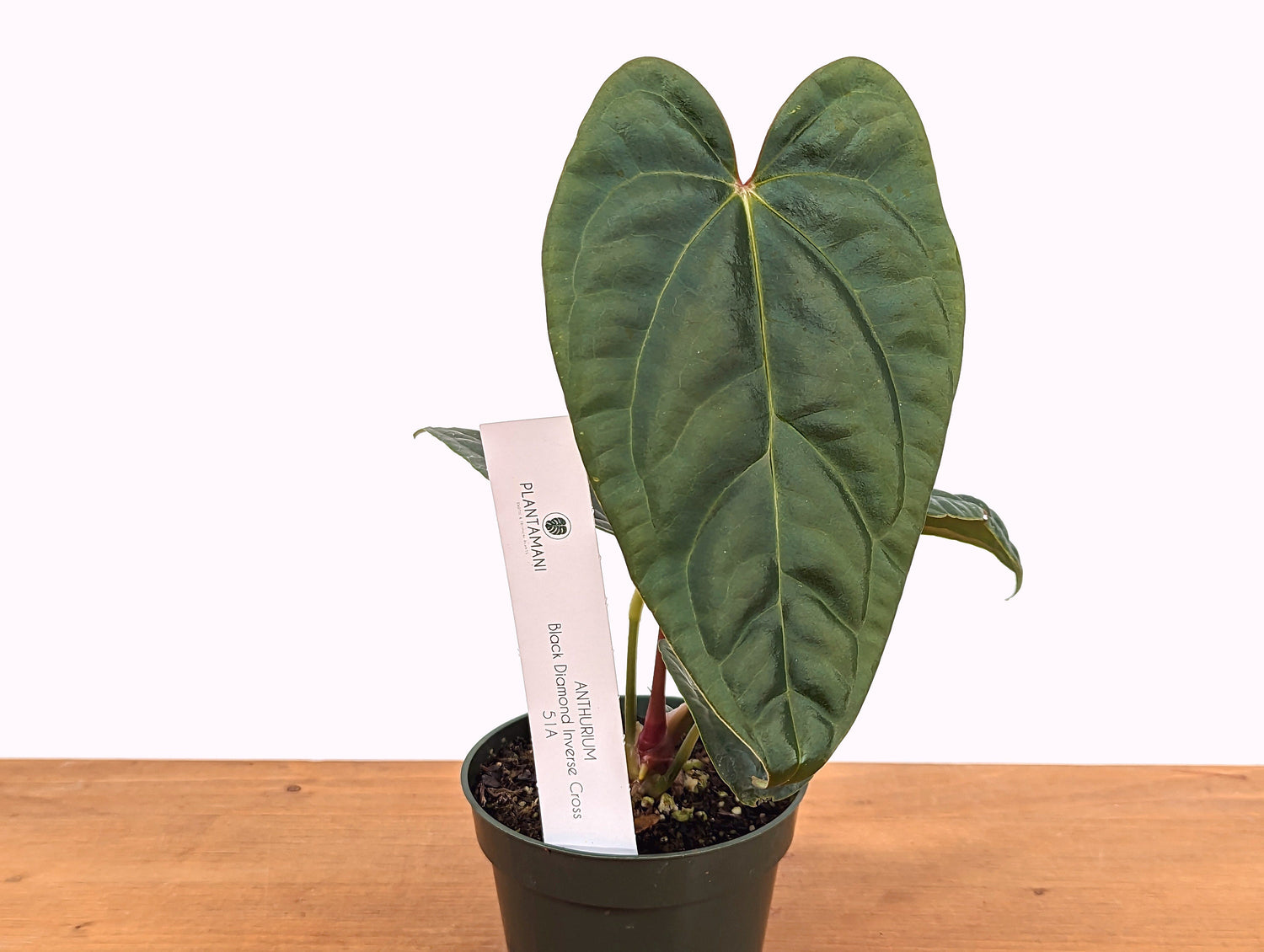 Anthurium Black Diamond Inverse Crossing