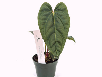 Anthurium Black Diamond Inverse Crossing