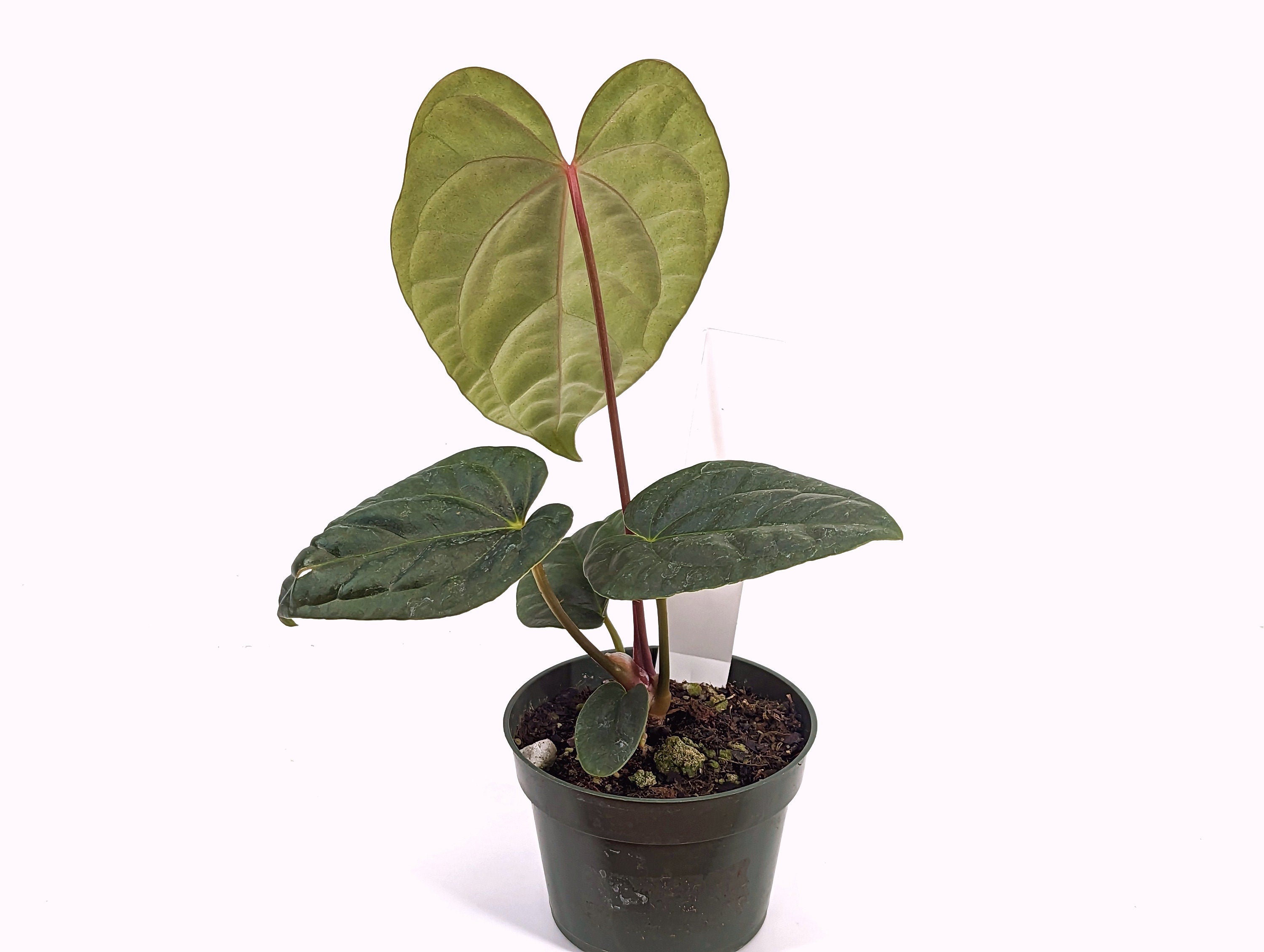 Anthurium Black Diamond Inverse Crossing