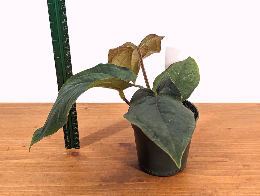 Anthurium Dressleri