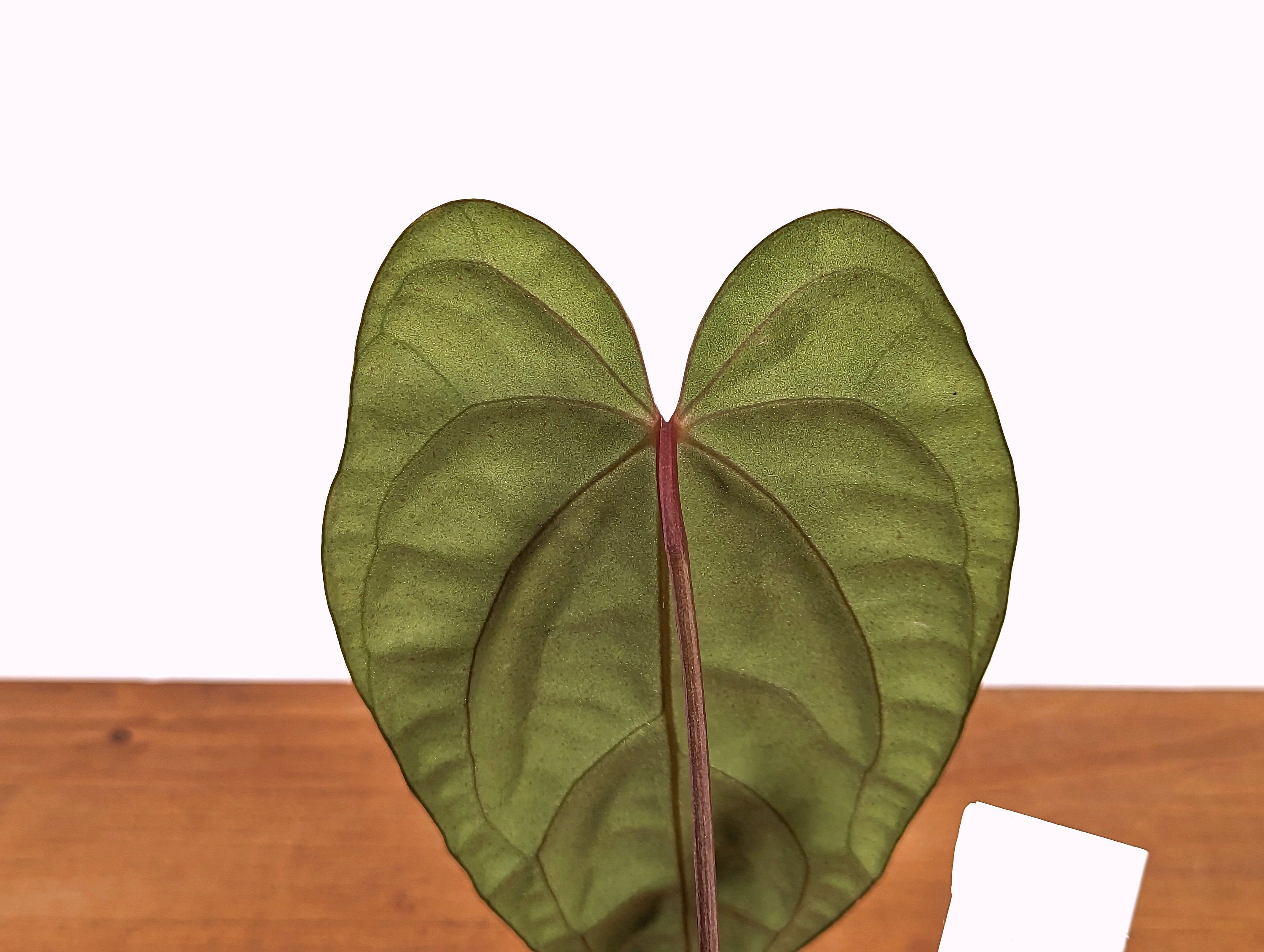 Anthurium Black Diamond Inverse Crossing