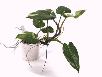 Philodendron White Princess Tricolor Exact Plant Pictured ID