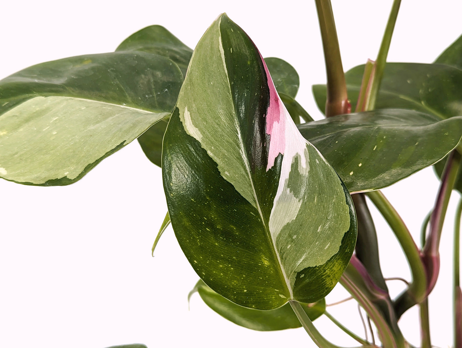 Philodendron  Tricolor White Princess Exact Plant Pictured ID