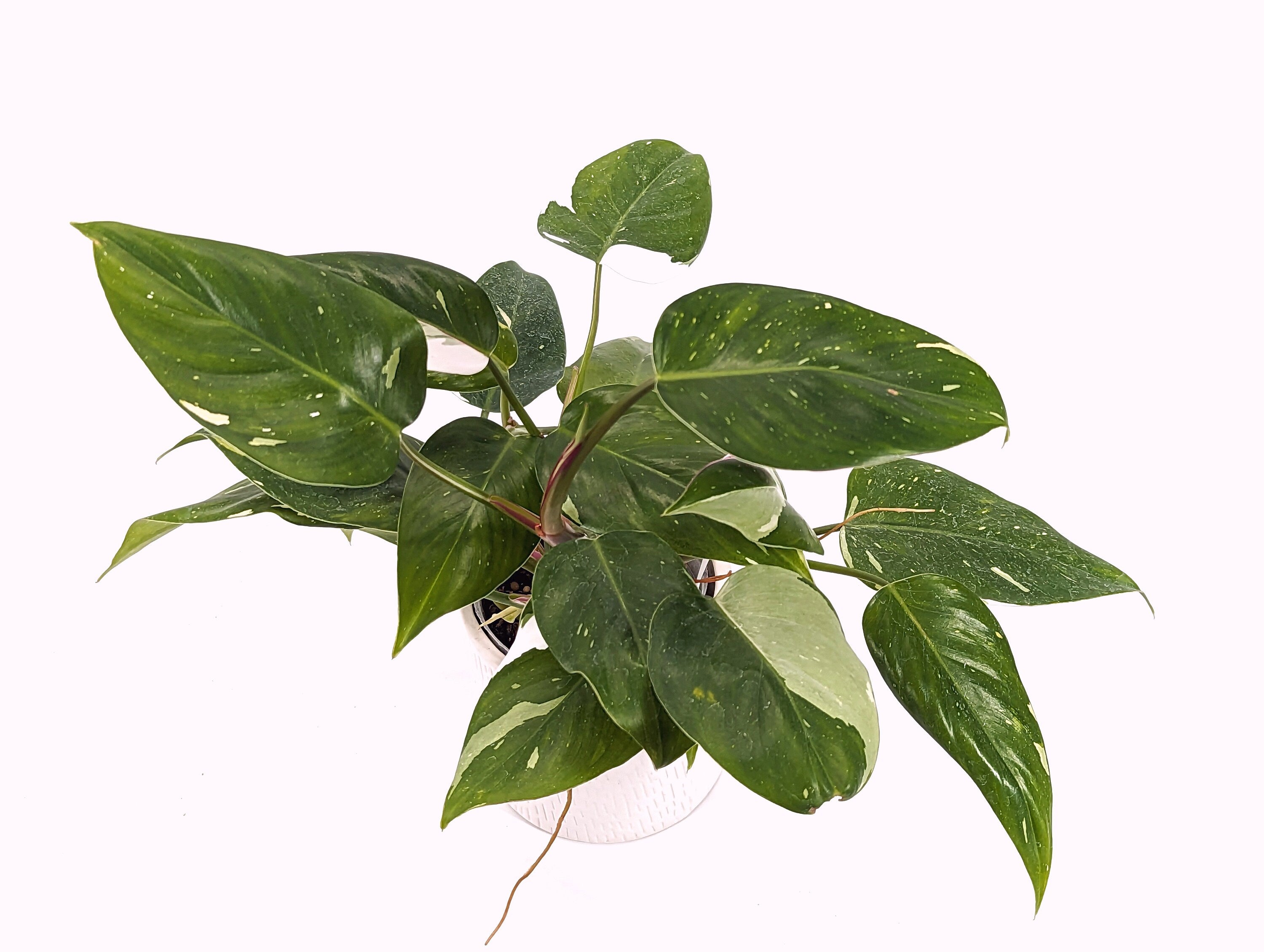 Philodendron  Tricolor White Princess Exact Plant Pictured ID