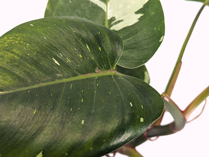 Philodendron White Princess Tricolor Exact Plant Pictured ID