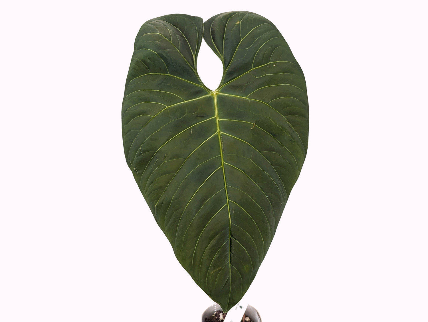 Anthurium Regale Verde XL Mature Plant approx 18&quot; tall- Exact Specimen Shown Plant ID 