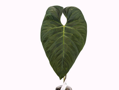 Anthurium Regale Verde XL Mature Plant approx 18&quot; tall- Exact Specimen Shown Plant ID 