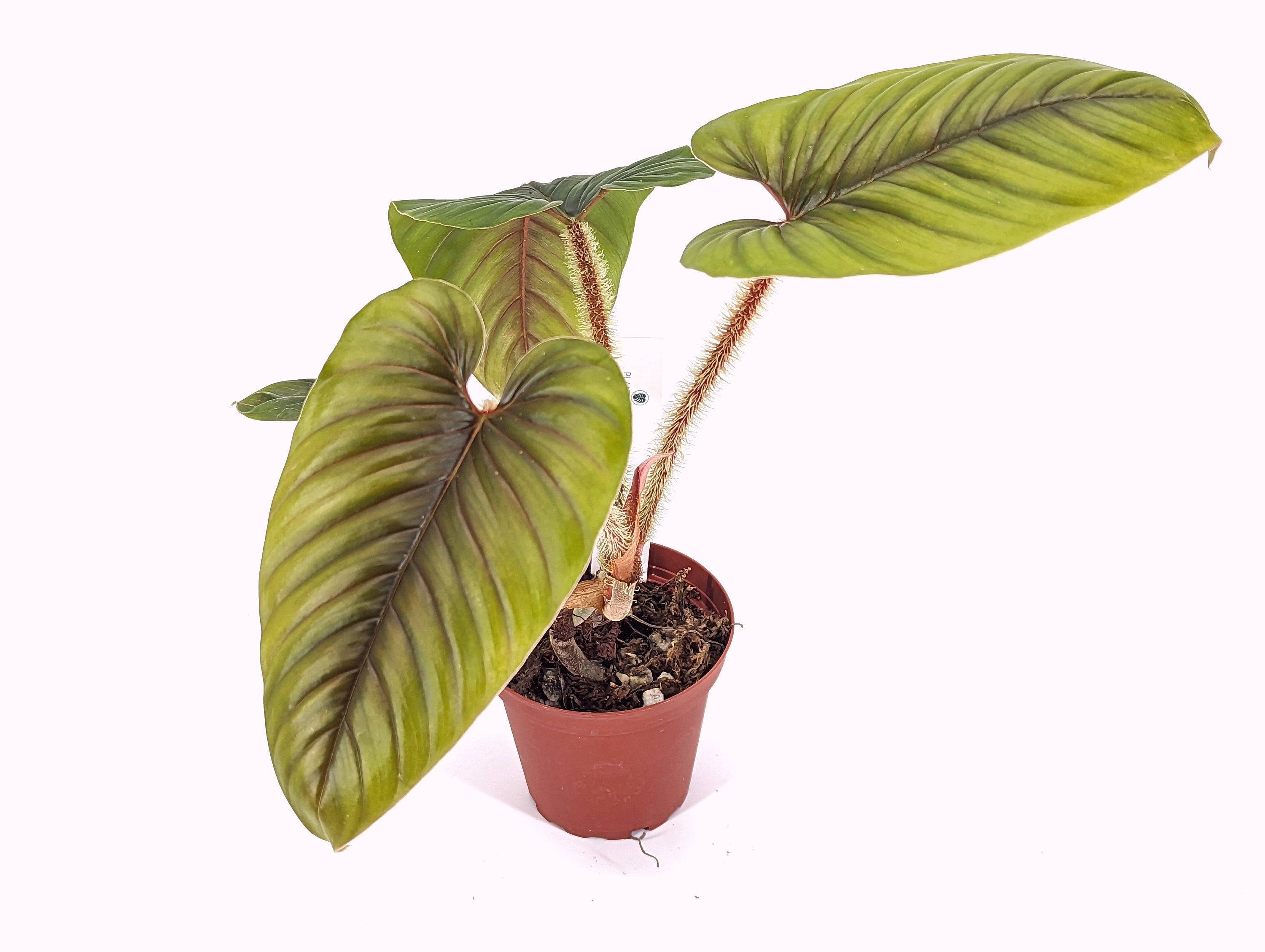 Pink Serpens Philodendron - Exact Plants