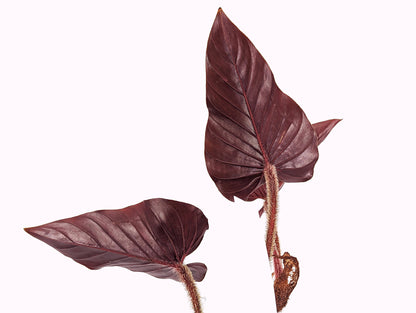 Philodendron Squamicaule Pink (AKA Squamicaule Blood or Crimson)