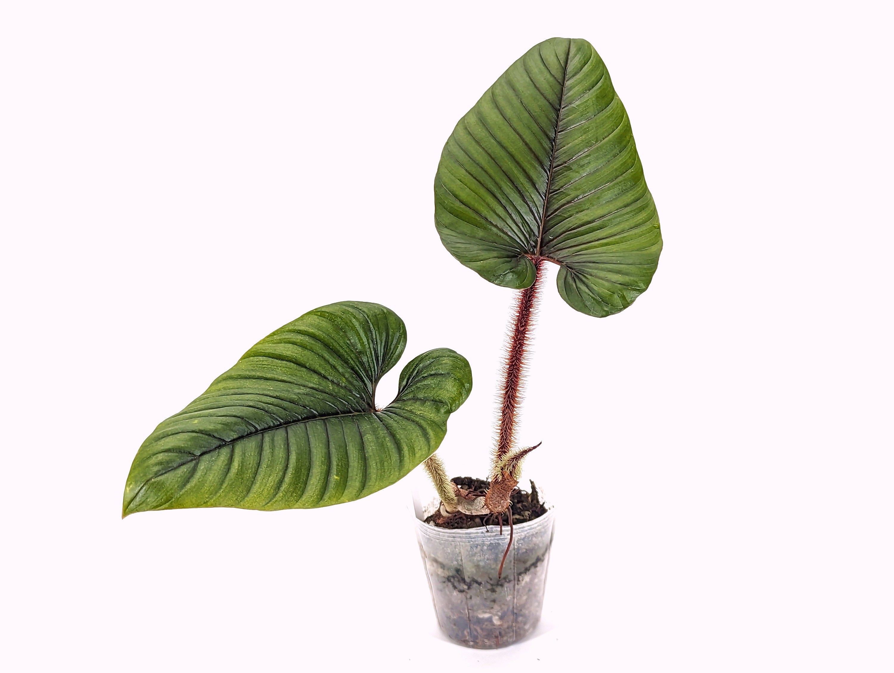 Pink Serpens Philodendron - Exact Plants