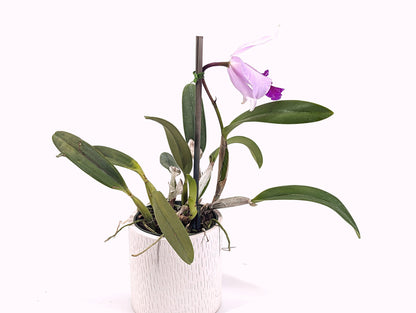 Laeliocattleya Susana x Speciosisima hybrid - Rare Orchid