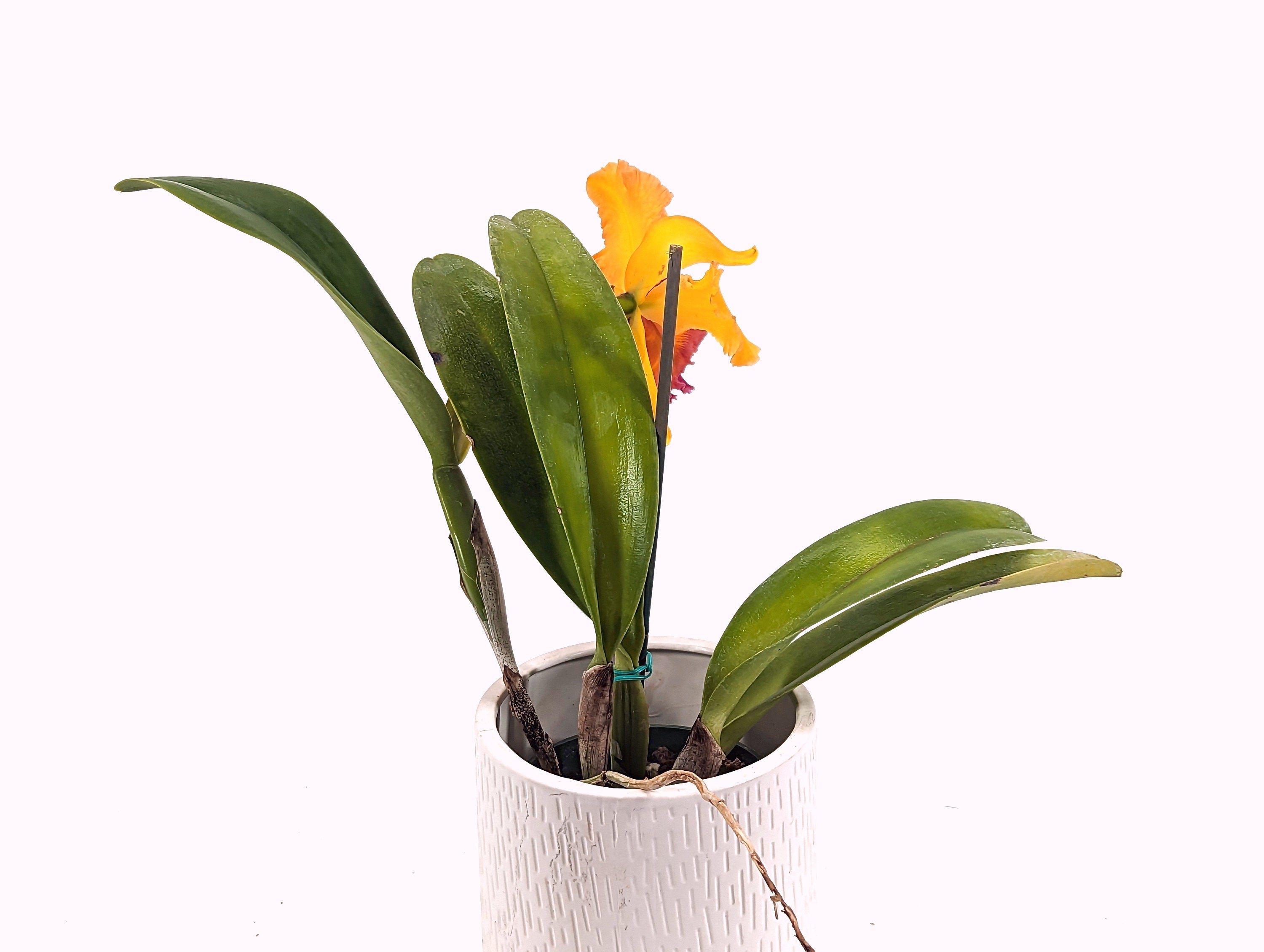 Rhyncholaeliocattleya Eugene Bazinger - Rare Orchid