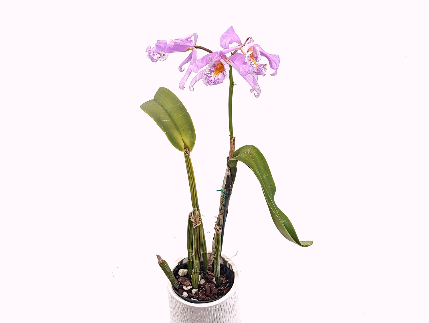Cattleya Maxima (Yellow Lip x 2326) - Rare Orchid