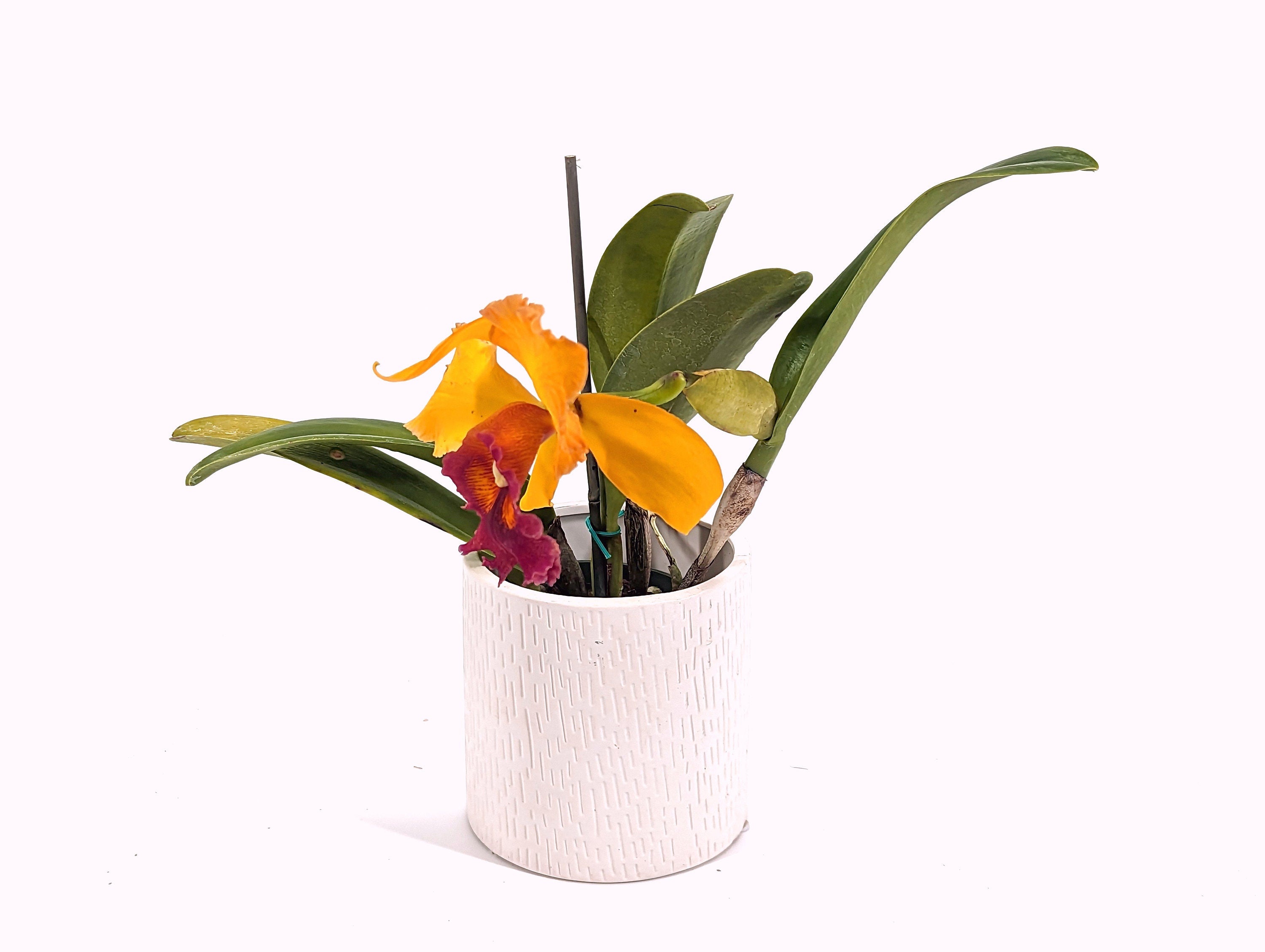 Rhyncholaeliocattleya Eugene Bazinger - Rare Orchid
