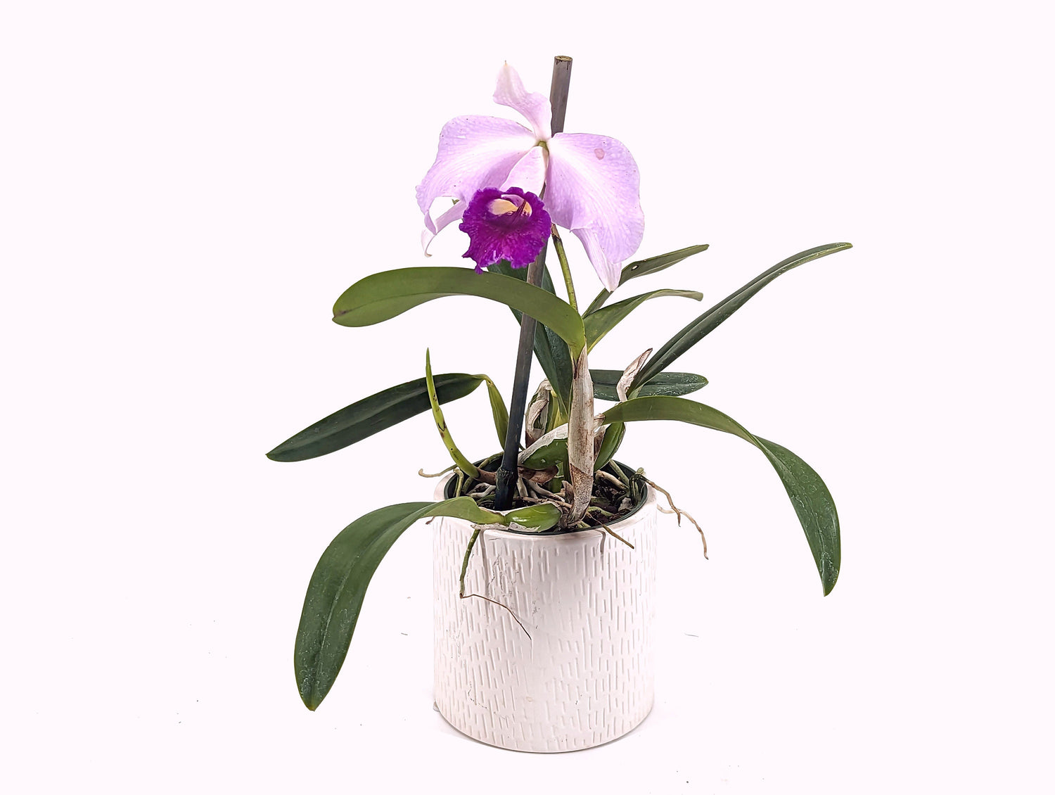 Laeliocattleya Susana x Speciosisima hybrid - Rare Orchid