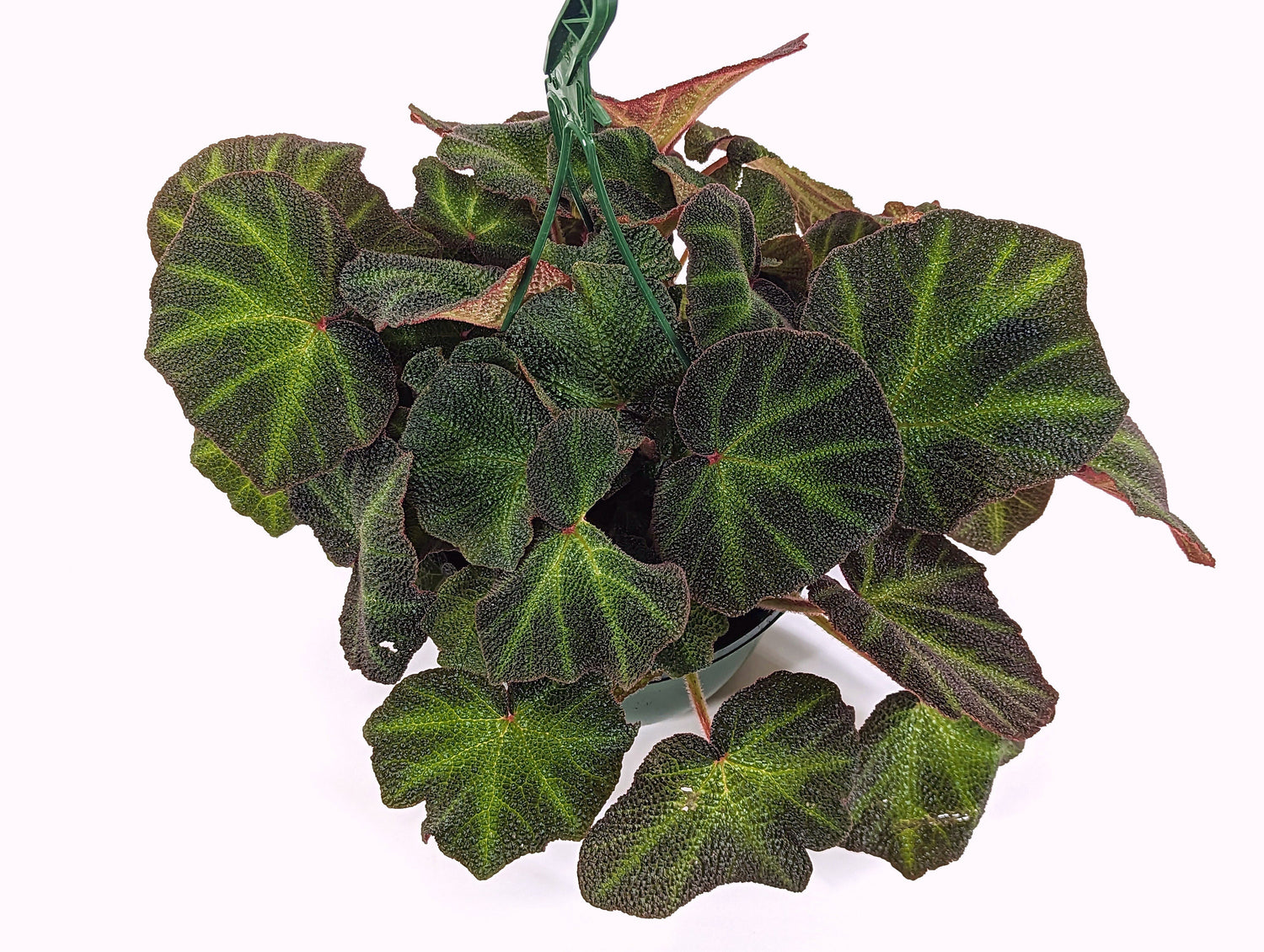 Begonia Soli Mutata in 8 Inch Hanging Basket