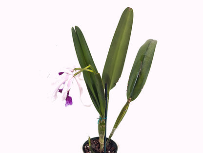 Laelia purpurata Flamea Cheri x alba Campanea Rare Orchid