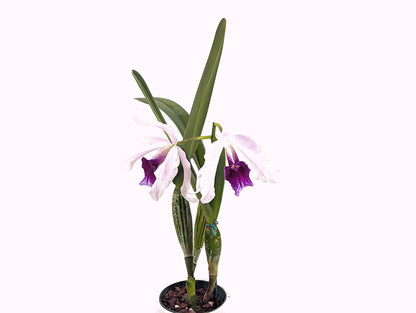 Laelia purpurata Flamea Cheri x alba Campanea Rare Orchid