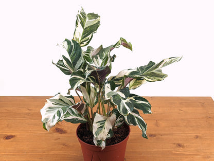 Calathea Stella