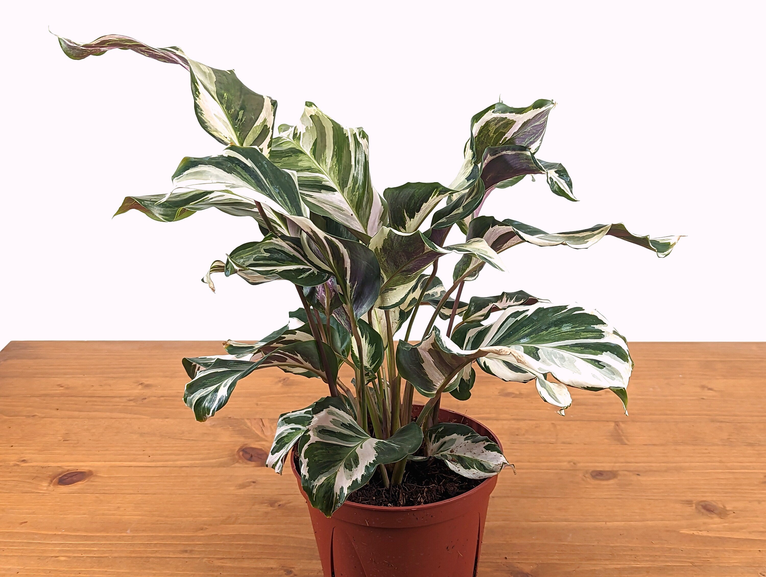 Calathea Stella