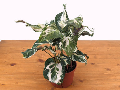 Calathea Stella