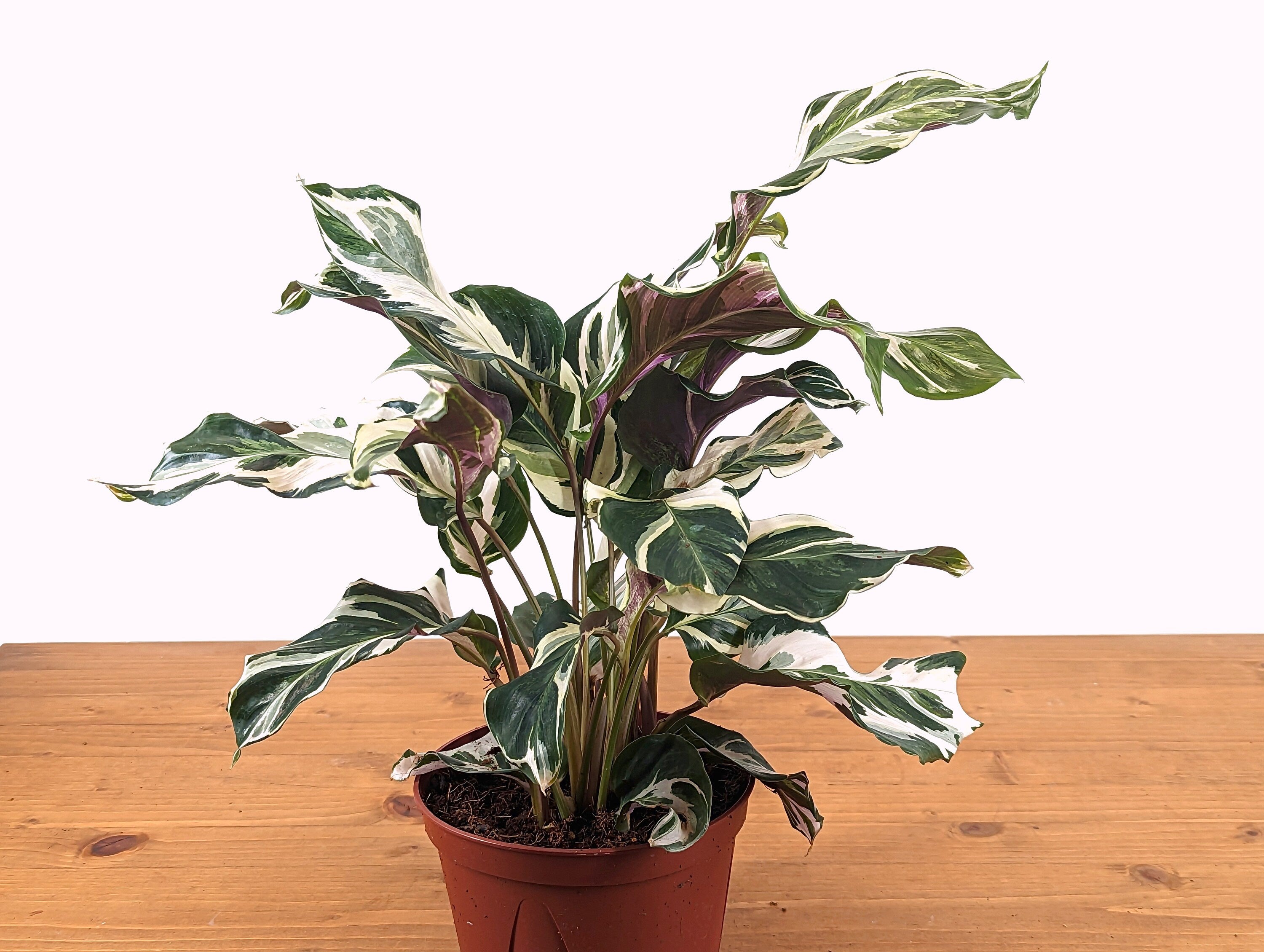 Calathea Stella