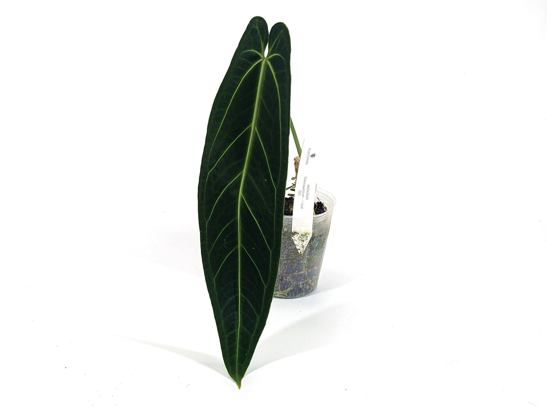 Queen Anthurium Warocqueanum - ONE Leaf Exact Plants