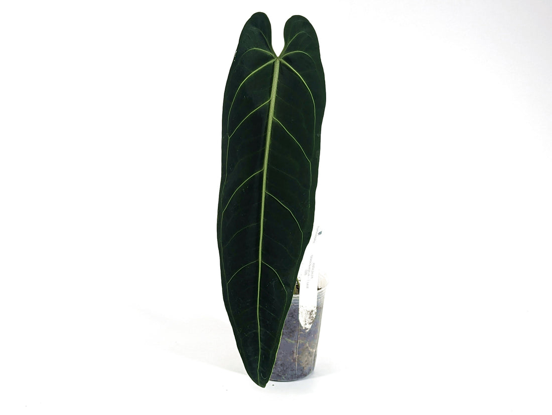 Queen Anthurium Warocqueanum - ONE Leaf Exact Plants