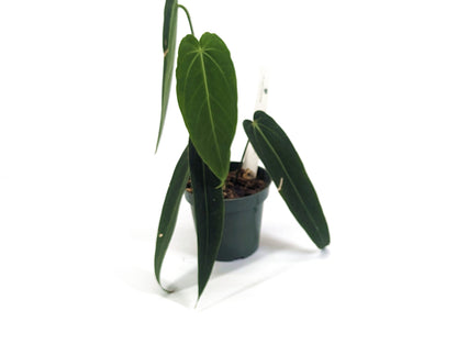 Anthurium Warocqueanum Esmeralda in 4 Inch Pot - Exact Plant Pictured