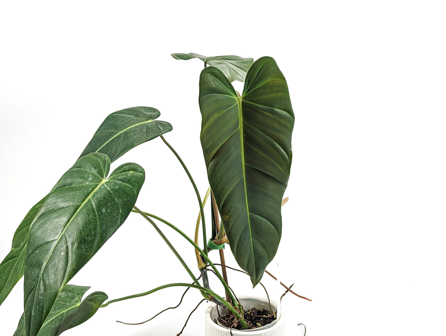 Philodendron Esmeralda Spirit New Philodendron Hybrid in 4 inch pot - Exact Plant 