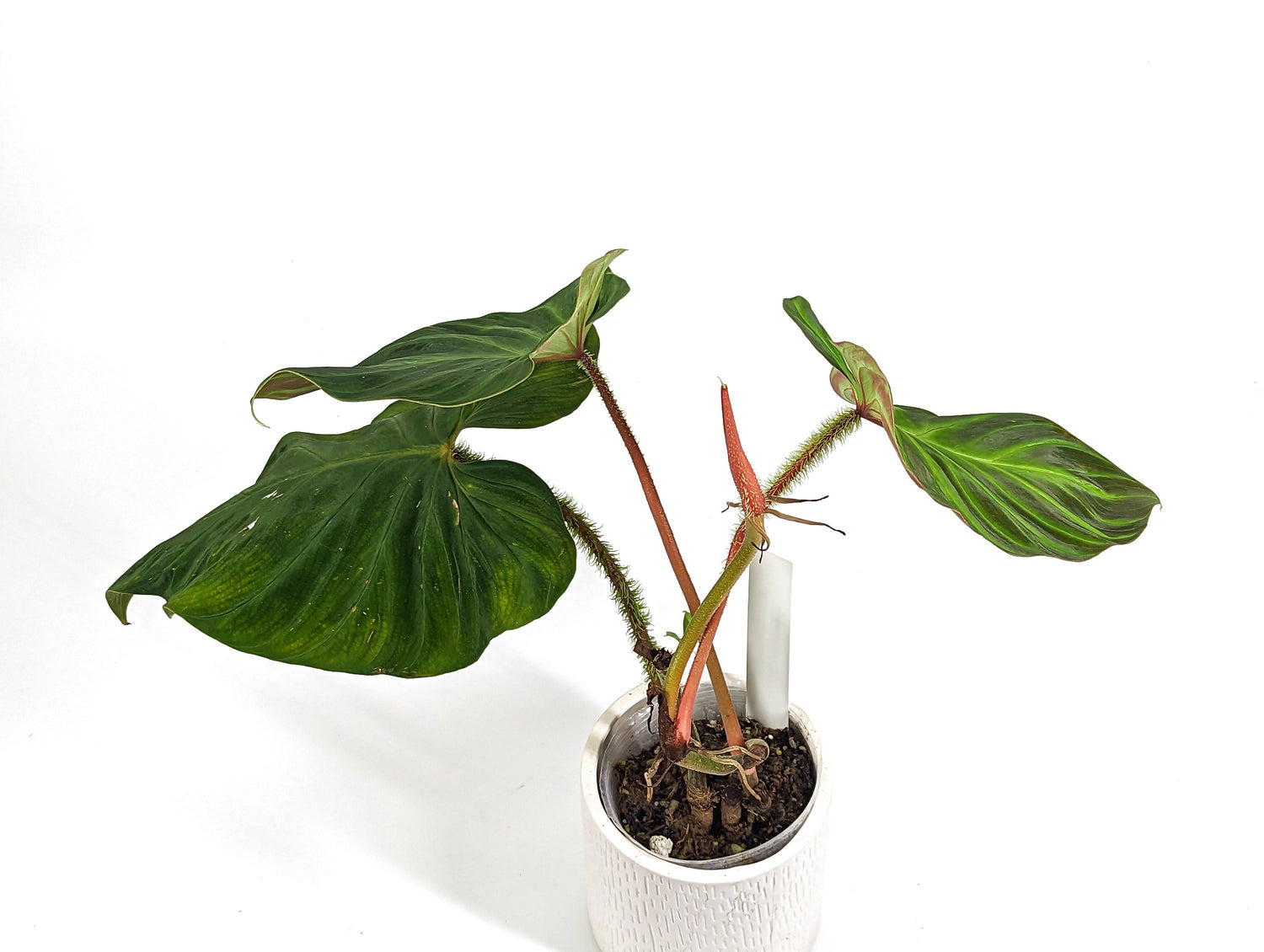 Philodendron Monkey Tail (Fibrosum x Verrucosum)