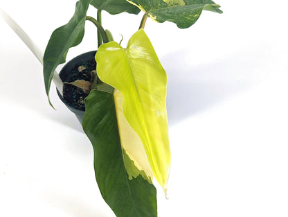 Philodendron Domesticum Variegated Exact Plant