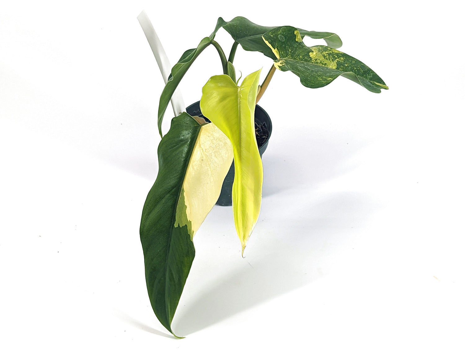 Philodendron Domesticum Variegated Exact Plant