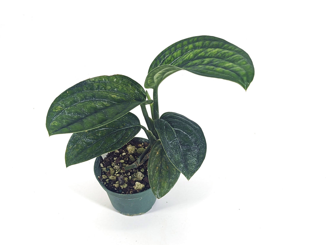 Monstera Peru karstenianum variegated - pick your exact plant in 3 inch pot