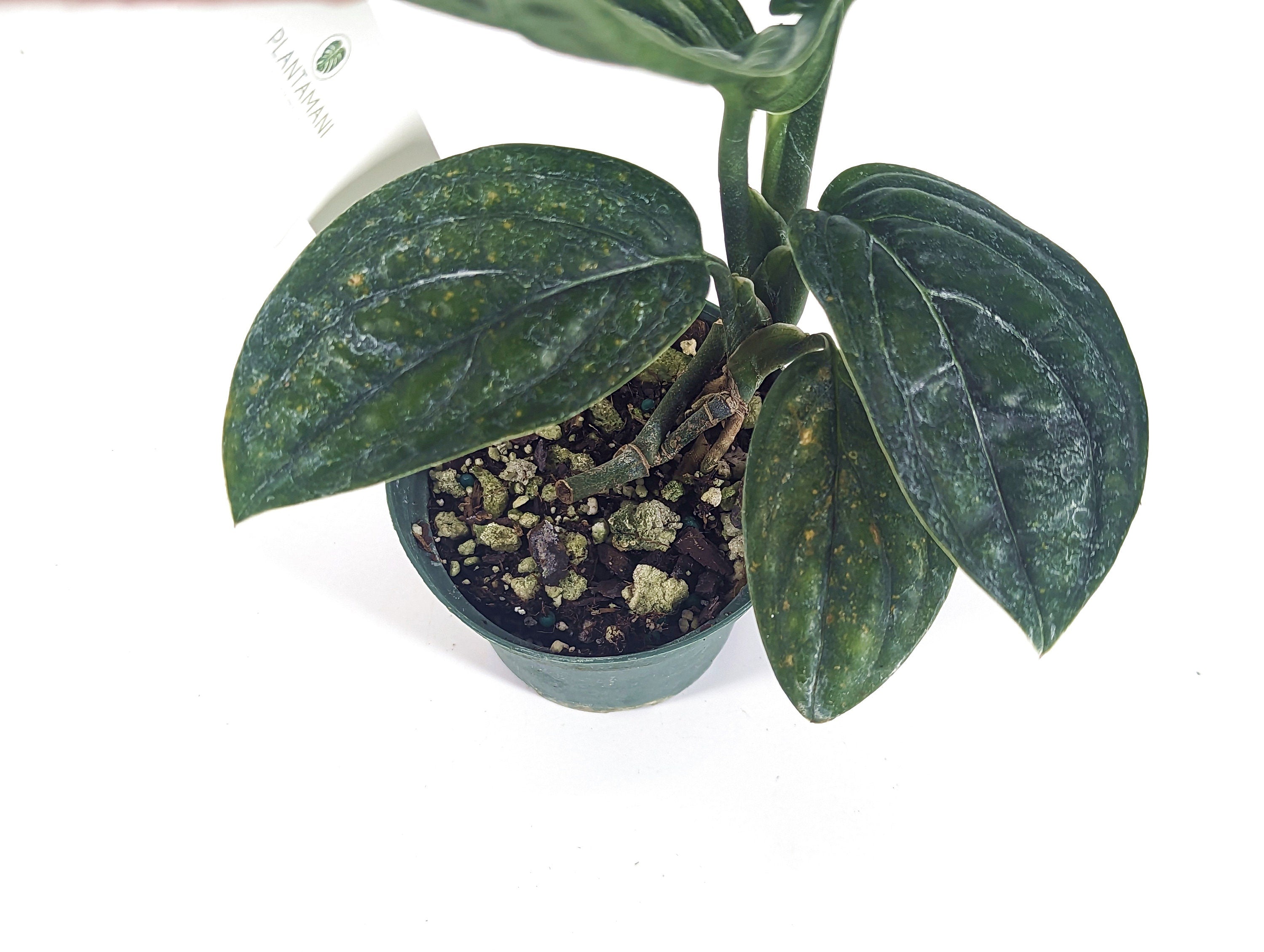 Monstera Peru karstenianum variegated - pick your exact plant in 3 inch pot