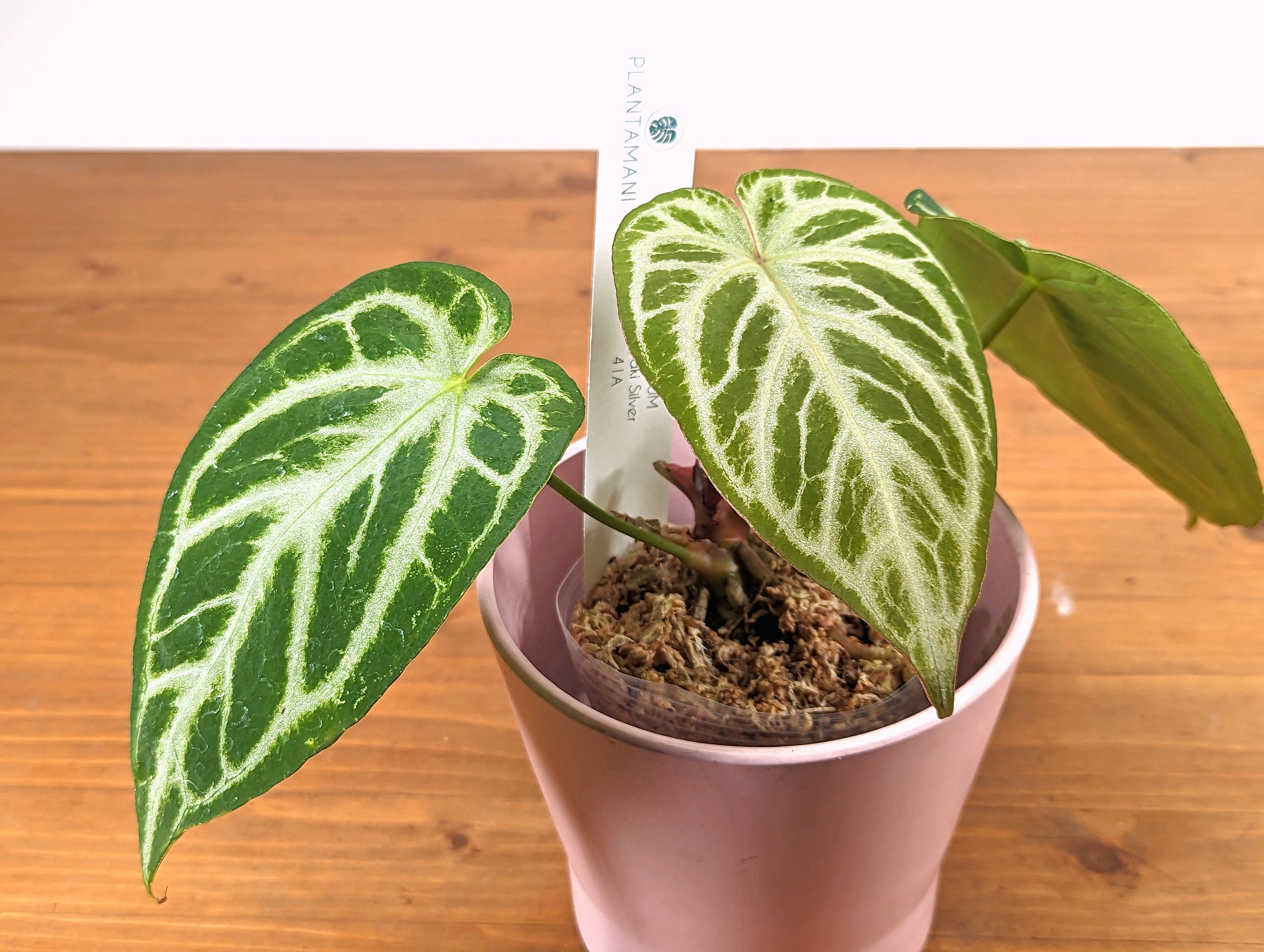 Anthurium Dorayaki Silver - REHAB RESCUE Plant with no leaves - Healthy Roots and Chonk
