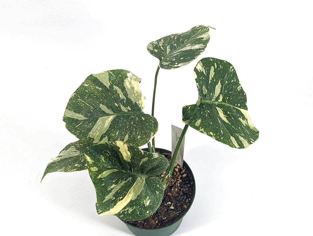 Monstera Thai Constellation HIGH COLOR Exact Plant Pictured in 6 inch Pot