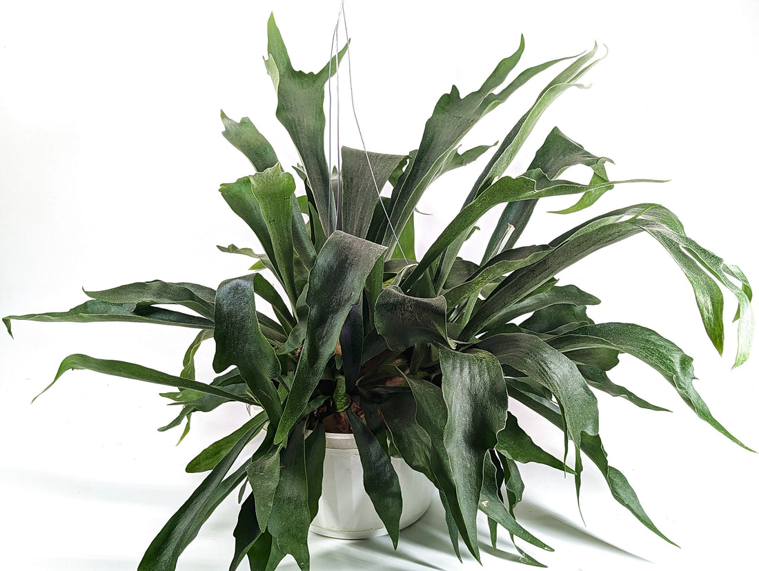 Staghorn Fern 10 inch Hanging Basket XL Size