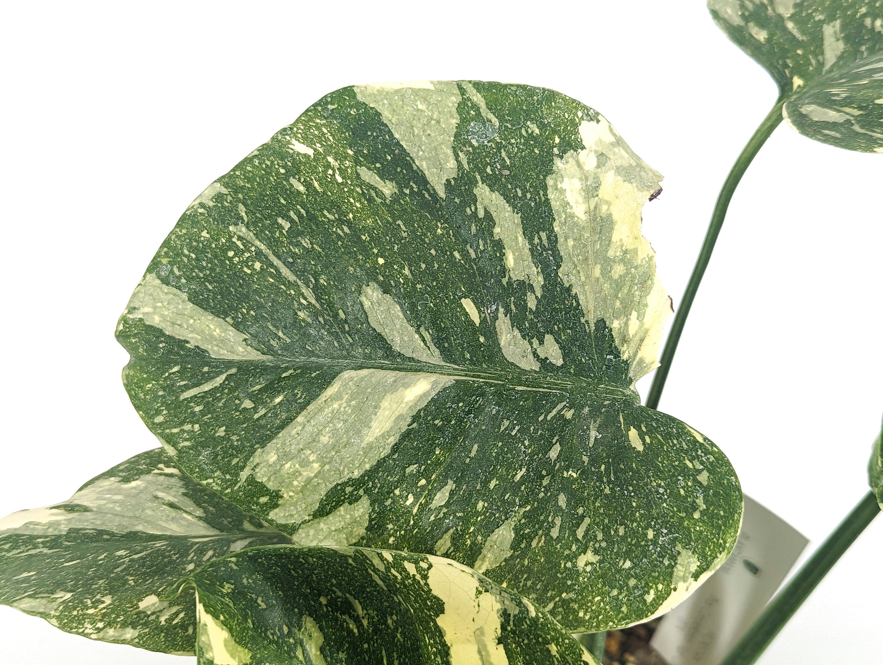 Monstera Thai Constellation HIGH COLOR Exact Plant Pictured in 6 inch Pot