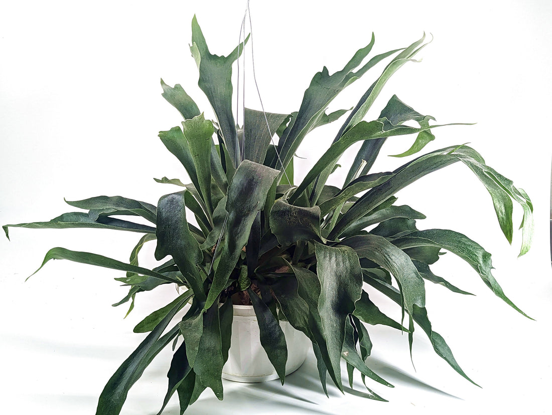 Staghorn Fern 10 inch Hanging Basket XL Size