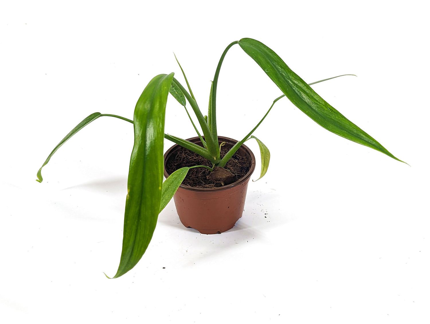 Philodendron Holtonianum