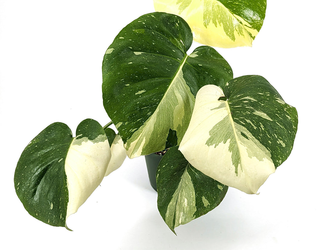 Half Moon Monstera Thai Constellation Creme Brulee 6 inch Pots Live Tropical Airoid Plant - Perfect Houseplant Gift