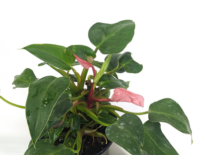 Tricolor White Princess Philodendron  Exact Plant Pictured