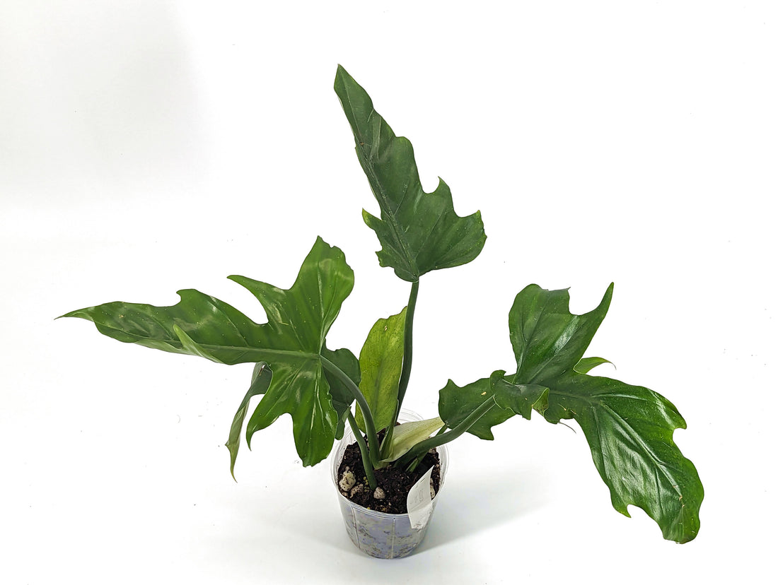 Philodendron Eternal Sky