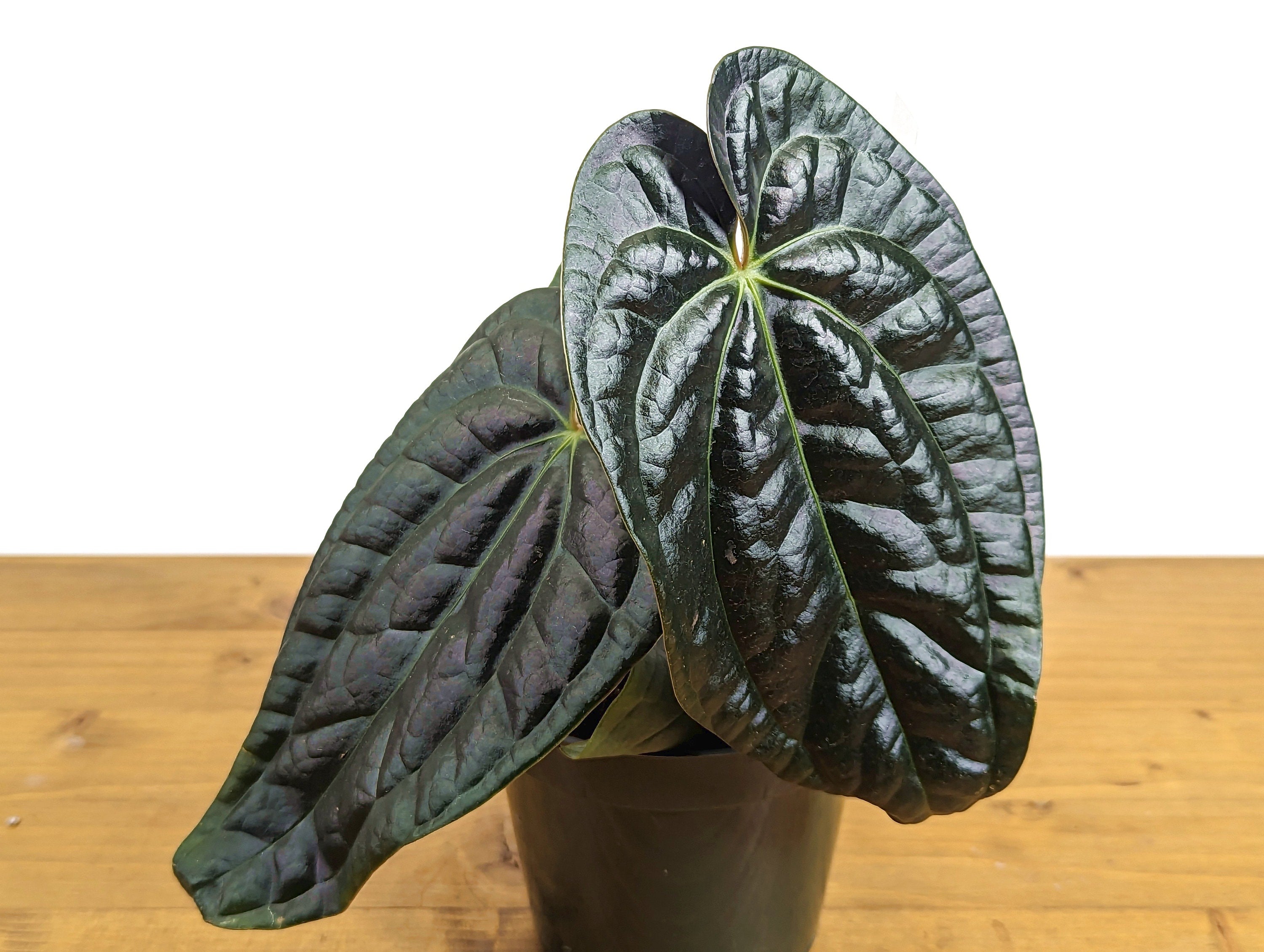 Anthurium Amazon Diamond (Besseae x Luxurians)