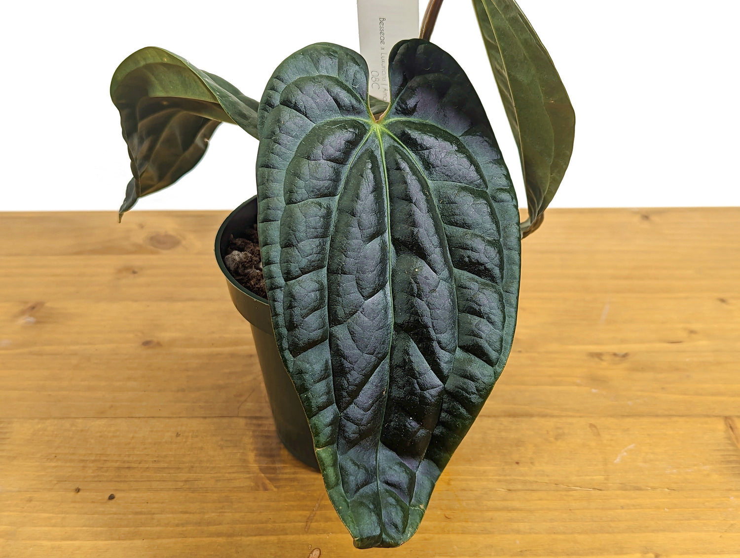 Anthurium Amazon Diamond (Besseae x Luxurians)