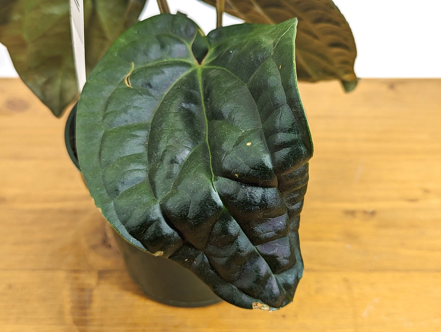 Anthurium Amazon Diamond (Besseae x Luxurians)