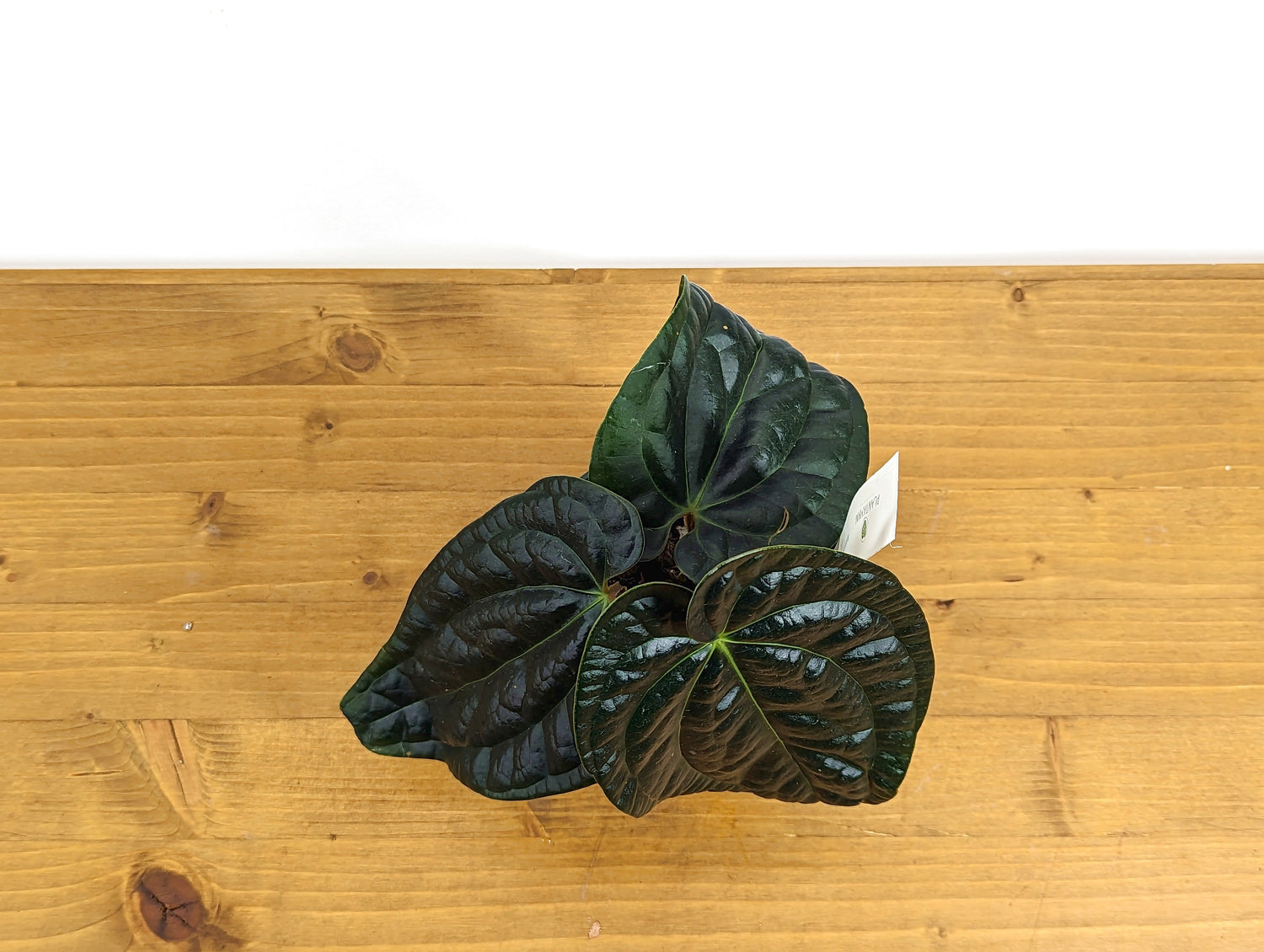 Anthurium Amazon Diamond (Besseae x Luxurians)