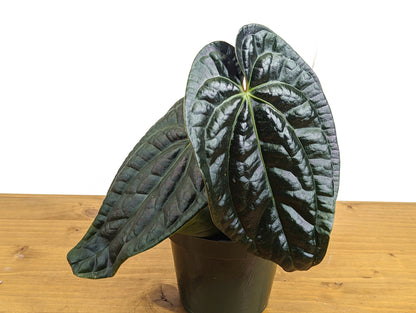 Anthurium Amazon Diamond (Besseae x Luxurians)