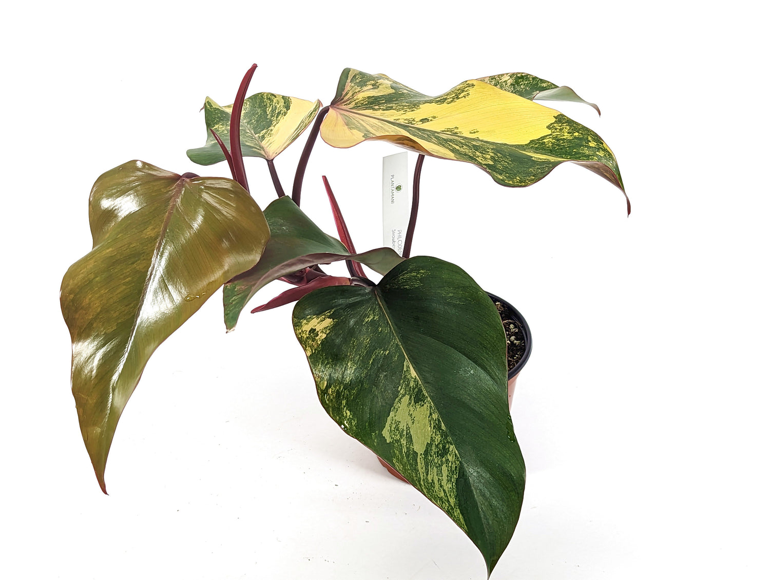 Philodendron Strawberry Shake High Color XL Size 6 inch Pot - Exact Plant Pictured One Of a Kind